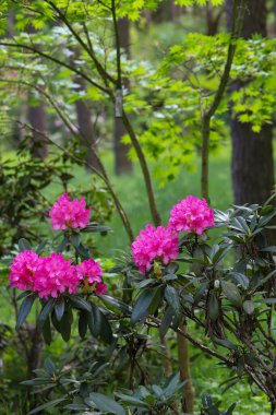 Botanik parkında çiçek açan parlak bahar çiçekleri. Büyüme, doğa, peyzaj, açık hava güzelliği ve mevsimsel yenilenme temaları için mükemmel..