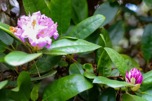 Botanik bahçesinde güneş ışığı altında açan çeşitli renkli çiçekler. Eko, botanik, mevsimlik ve peyzaj temaları için harika.