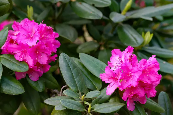 Botanik parkında çiçek açan parlak bahar çiçekleri. Büyüme, doğa, peyzaj, açık hava güzelliği ve mevsimsel yenilenme temaları için mükemmel..