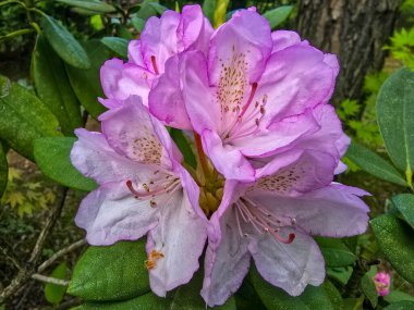 Canlı renklerde çiçek açan yemyeşil botanik bahçesi. Doğa, sağlık, eko turizm, bahar temaları ve çiçek özgeçmişleri için uygundur..