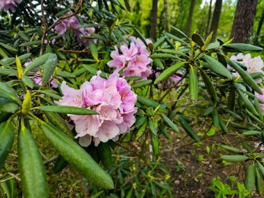 Botanik bahçesinde açan parlak bahar çiçekleri. Çiçek özgeçmişi, doğa temalı projeler, bahçıvanlık ve mevsimsel tasarım içeriği için ideal.