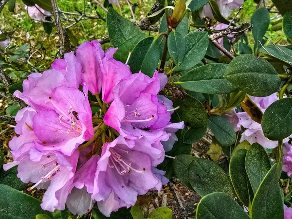 Canlı renklerde çiçek açan yemyeşil botanik bahçesi. Doğa, sağlık, eko turizm, bahar temaları ve çiçek özgeçmişleri için uygundur..