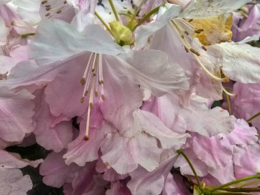 Botanik bahçesinde açan renkli çiçekler canlı ve huzurlu bir atmosfer yaratıyor. Doğa, sağlık ve açık hava yaşam temaları için mükemmel..