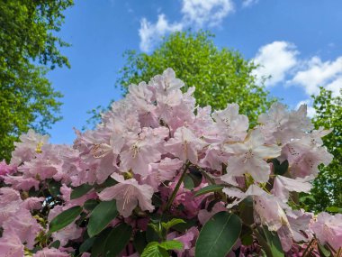 Botanik bahçesinde açan renkli çiçekler canlı ve huzurlu bir atmosfer yaratıyor. Doğa, sağlık ve açık hava yaşam temaları için mükemmel..