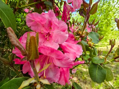 Botanik bahçesinde, doğanın güzelliğini gözler önüne seren büyüleyici bir çiçek gösterisi. Çevre dostu, bahçıvanlık ve mevsimsel içerik için mükemmel.