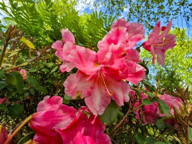 Botanik bahçesinde, doğanın güzelliğini gözler önüne seren büyüleyici bir çiçek gösterisi. Çevre dostu, bahçıvanlık ve mevsimsel içerik için mükemmel.
