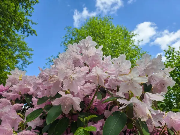 Botanik bahçesinde açan renkli çiçekler canlı ve huzurlu bir atmosfer yaratıyor. Doğa, sağlık ve açık hava yaşam temaları için mükemmel..