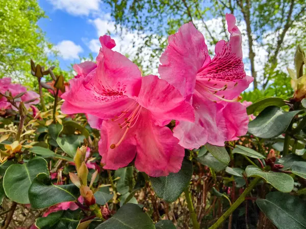 Botanik bahçesinde açan renkli çiçekler canlı ve huzurlu bir atmosfer yaratıyor. Doğa, sağlık ve açık hava yaşam temaları için mükemmel..