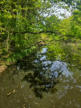 Bereketli yeşilliklerle çevrili karanlık ve sakin bir göl manzarası. Sakin su ve karamsar atmosfer, seyahat, doğa ve manzara temaları için ideal bir gizem ve dinginlik hissi uyandırıyor..