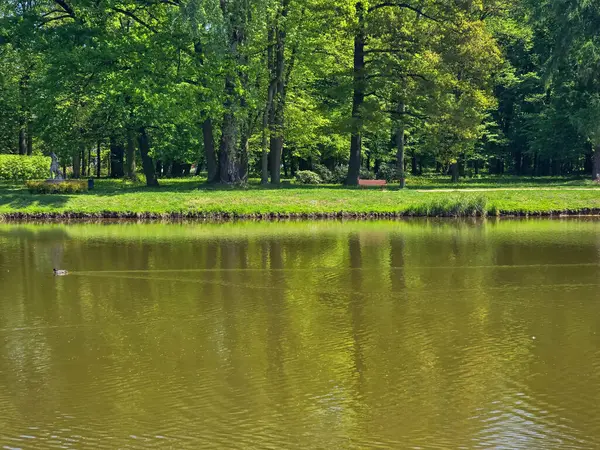 Güneşli bir günde yeşil arazide akan sakin bir nehir. Seyahat, doğa, rahatlama ve eko-temalı tasarımlar için ideal. Saf doğal güzellik ve huzurlu açık hava manzarası.. 