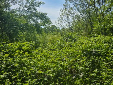 Yoğun orman zemini sarmaşık, kır çiçekleri ve çalılarla kaplı. Doğal, evcilleştirilmemiş yeşillik çevre, sağlık, biyolojik çeşitlilik ya da açık hava temalı görsel projeler için mükemmeldir..