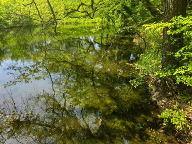 Bereketli yeşilliklerle çevrili karanlık ve sakin bir göl manzarası. Sakin su ve karamsar atmosfer, seyahat, doğa ve manzara temaları için ideal bir gizem ve dinginlik hissi uyandırıyor..