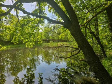 Bereketli yeşilliklerle çevrili karanlık ve sakin bir göl manzarası. Sakin su ve karamsar atmosfer, seyahat, doğa ve manzara temaları için ideal bir gizem ve dinginlik hissi uyandırıyor..