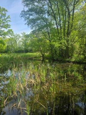 Ormanla çevrili koyu renkli bir göl içeren huzurlu bir bahar manzarası. Sakin yüzey ağaçları ve gökyüzünü yansıtır, yolculuk, doğa, refah ve arka plan temaları için sakin doğal bir sahne yaratır..