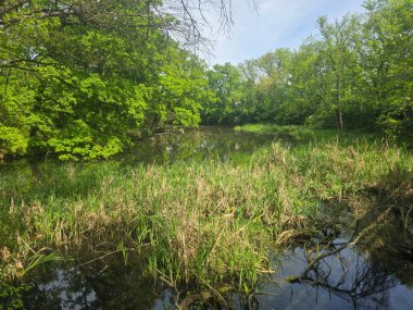Ormanla çevrili koyu renkli bir göl içeren huzurlu bir bahar manzarası. Sakin yüzey ağaçları ve gökyüzünü yansıtır, yolculuk, doğa, refah ve arka plan temaları için sakin doğal bir sahne yaratır..