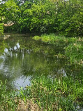 Ormanla çevrili koyu renkli bir göl içeren huzurlu bir bahar manzarası. Sakin yüzey ağaçları ve gökyüzünü yansıtır, yolculuk, doğa, refah ve arka plan temaları için sakin doğal bir sahne yaratır..