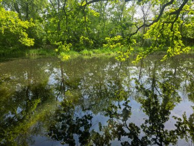 Bereketli yeşilliklerle çevrili karanlık ve sakin bir göl manzarası. Sakin su ve karamsar atmosfer, seyahat, doğa ve manzara temaları için ideal bir gizem ve dinginlik hissi uyandırıyor..