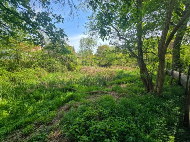 Yeşil çimleri, ağaçları ve yürüyüş yolları olan huzurlu bir park manzarası. Rahatlık, refah, şehir doğası, eko yaşam tarzı ve açık hava eğlencesi temaları için mükemmel..