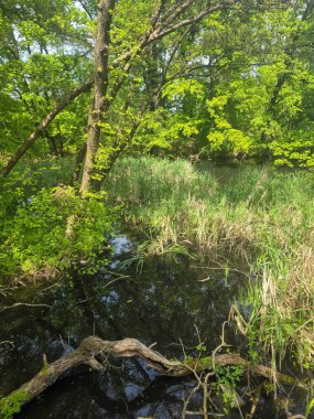 Ormanla çevrili koyu renkli bir göl içeren huzurlu bir bahar manzarası. Sakin yüzey ağaçları ve gökyüzünü yansıtır, yolculuk, doğa, refah ve arka plan temaları için sakin doğal bir sahne yaratır..