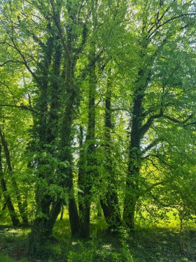 Sisli bir ormanda uzun ağaçlar gizemli ve büyülü bir atmosfer yaratıyor. Görsel tasarımda fantezi, doğa, refah, seyahat ve hikaye anlatma temaları için mükemmel.