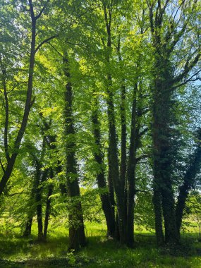 Sisli bir ormanda uzun ağaçlar gizemli ve büyülü bir atmosfer yaratıyor. Görsel tasarımda fantezi, doğa, refah, seyahat ve hikaye anlatma temaları için mükemmel.
