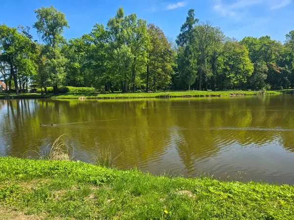 Güneşli bir günde yeşil arazide akan sakin bir nehir. Seyahat, doğa, rahatlama ve eko-temalı tasarımlar için ideal. Saf doğal güzellik ve huzurlu açık hava manzarası.. 