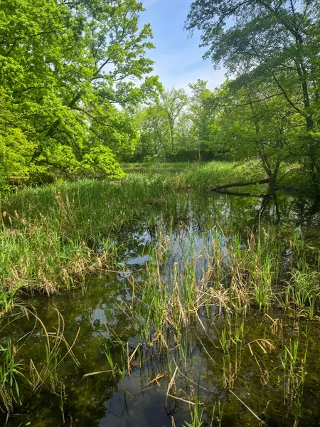 Ormanla çevrili koyu renkli bir göl içeren huzurlu bir bahar manzarası. Sakin yüzey ağaçları ve gökyüzünü yansıtır, yolculuk, doğa, refah ve arka plan temaları için sakin doğal bir sahne yaratır..