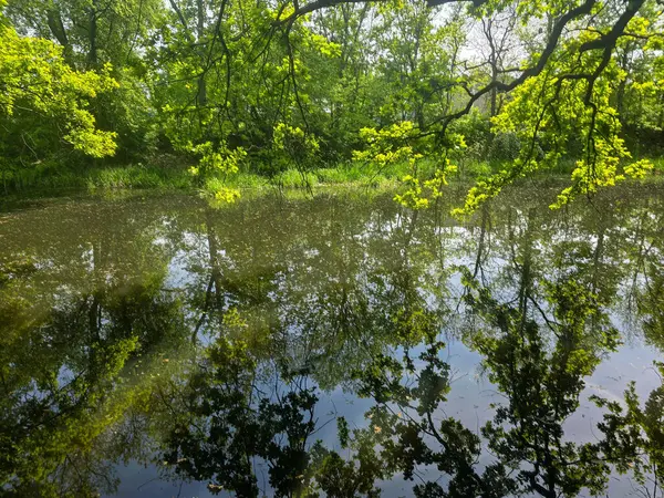 Bereketli yeşilliklerle çevrili karanlık ve sakin bir göl manzarası. Sakin su ve karamsar atmosfer, seyahat, doğa ve manzara temaları için ideal bir gizem ve dinginlik hissi uyandırıyor..