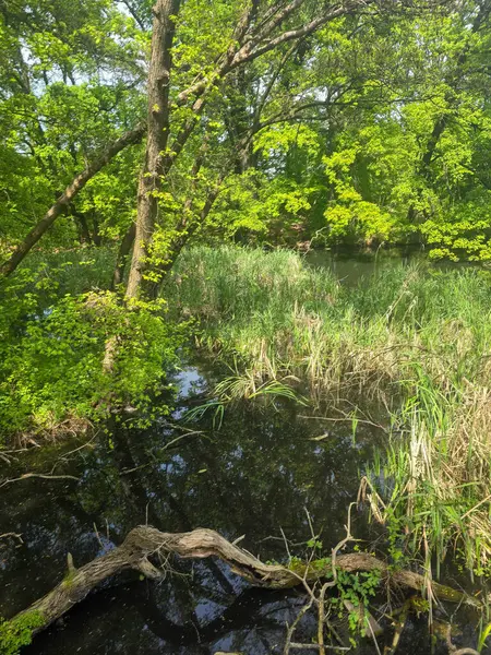 Ormanla çevrili koyu renkli bir göl içeren huzurlu bir bahar manzarası. Sakin yüzey ağaçları ve gökyüzünü yansıtır, yolculuk, doğa, refah ve arka plan temaları için sakin doğal bir sahne yaratır..
