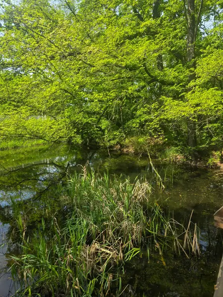 Ormanla çevrili koyu renkli bir göl içeren huzurlu bir bahar manzarası. Sakin yüzey ağaçları ve gökyüzünü yansıtır, yolculuk, doğa, refah ve arka plan temaları için sakin doğal bir sahne yaratır..