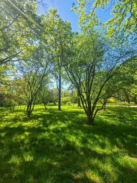Yeşil çimleri, ağaçları ve yürüyüş yolları olan huzurlu bir park manzarası. Rahatlık, refah, şehir doğası, eko yaşam tarzı ve açık hava eğlencesi temaları için mükemmel..