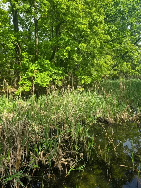 Ormanla çevrili koyu renkli bir göl içeren huzurlu bir bahar manzarası. Sakin yüzey ağaçları ve gökyüzünü yansıtır, yolculuk, doğa, refah ve arka plan temaları için sakin doğal bir sahne yaratır..