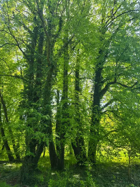 Sisli bir ormanda uzun ağaçlar gizemli ve büyülü bir atmosfer yaratıyor. Görsel tasarımda fantezi, doğa, refah, seyahat ve hikaye anlatma temaları için mükemmel.