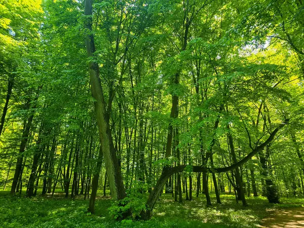 Yeşil çimleri, ağaçları ve yürüyüş yolları olan huzurlu bir park manzarası. Rahatlık, refah, şehir doğası, eko yaşam tarzı ve açık hava eğlencesi temaları için mükemmel..
