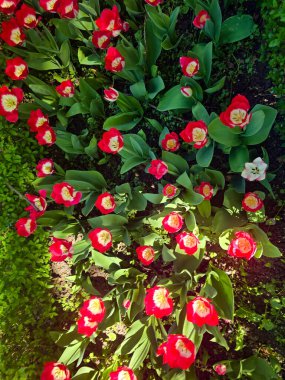 Güneşli bir bahar gününde çiçek açan laleleri olan renkli bir çiçek tarhı. Baharı, baharı ve mevsimlik temaları resmetmek için mükemmel..