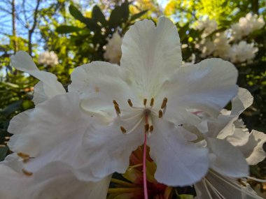 Hayat dolu bahar çiçekleriyle dolu bir bahçe. Doğanın tazeliğini ve çekiciliğini yakalar. Bahar temaları, bahçe işleri ve açık hava güzellikleri için ideal..