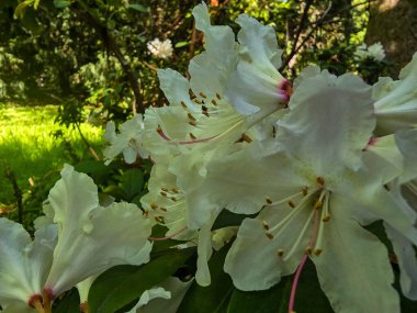 Hayat dolu bahar çiçekleriyle dolu bir bahçe. Doğanın tazeliğini ve çekiciliğini yakalar. Bahar temaları, bahçe işleri ve açık hava güzellikleri için ideal..