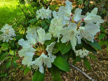Hayat dolu bahar çiçekleriyle dolu bir bahçe. Doğanın tazeliğini ve çekiciliğini yakalar. Bahar temaları, bahçe işleri ve açık hava güzellikleri için ideal..
