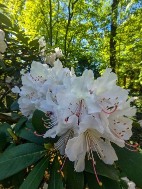 Hayat dolu bahar çiçekleriyle dolu bir bahçe. Doğanın tazeliğini ve çekiciliğini yakalar. Bahar temaları, bahçe işleri ve açık hava güzellikleri için ideal..