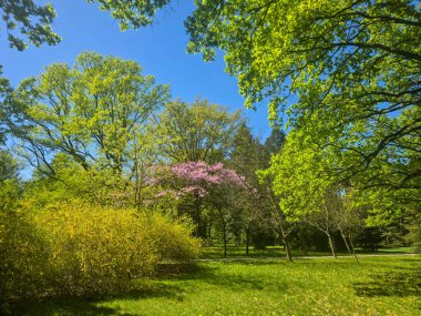 Parlak bir bahar gökyüzüne karşı çiçek açan ağaçlar. Yenilenmenin ve doğal güzelliğin özünü yakalıyor. Bahar, doğa ve mevsimlik ruh halleri için harika bir tema..