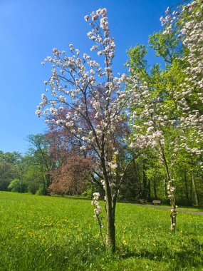 Parlak bir bahar gökyüzüne karşı çiçek açan ağaçlar. Yenilenmenin ve doğal güzelliğin özünü yakalıyor. Bahar, doğa ve mevsimlik ruh halleri için harika bir tema..