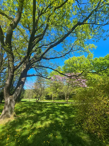 Parlak bir bahar gökyüzüne karşı çiçek açan ağaçlar. Yenilenmenin ve doğal güzelliğin özünü yakalıyor. Bahar, doğa ve mevsimlik ruh halleri için harika bir tema..