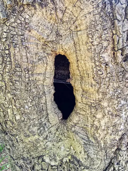 Kaba kabuk dokusu ve doğal çatlakları olan bir ağaç kütüğünün yakın çekimi. Doğa geçmişi, ormancılık, doku referansları, eko tasarımı ve çevre temalı projeler için ideal.
