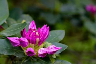Canlı botanik bahçesi çiçekleri çarpıcı detaylar içeriyor. Takvimler, posterler, reklamlar ve tasarım için mükemmel. Doğal renkler, gür tonlar, ahenkli kompozisyon.