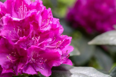 Canlı botanik bahçesi çiçekleri çarpıcı detaylar içeriyor. Takvimler, posterler, reklamlar ve tasarım için mükemmel. Doğal renkler, gür tonlar, ahenkli kompozisyon.