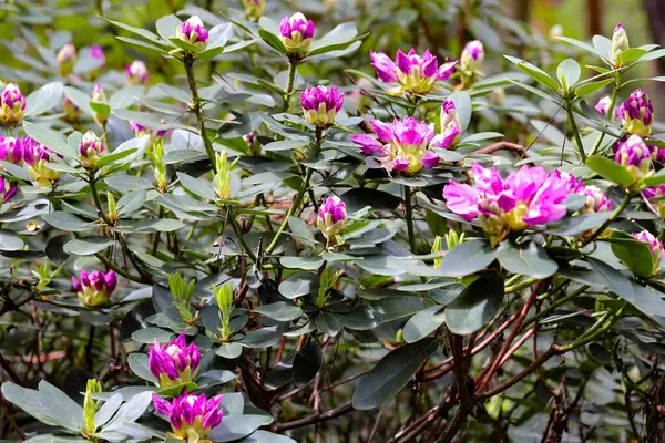 Canlı botanik bahçesi çiçekleri çarpıcı detaylar içeriyor. Takvimler, posterler, reklamlar ve tasarım için mükemmel. Doğal renkler, gür tonlar, ahenkli kompozisyon.