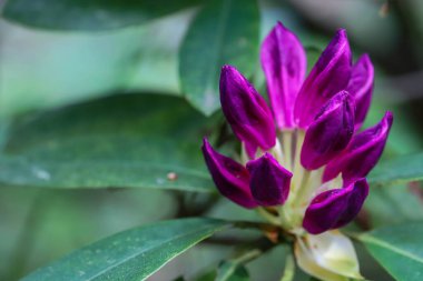 Tasarım ve reklam medyası için mükemmel. Canlı yapraklar, zengin renkler doğal ışıklandırma doğayı güzelleştirir. Yüksek kaliteli detaylı çözünürlük. 