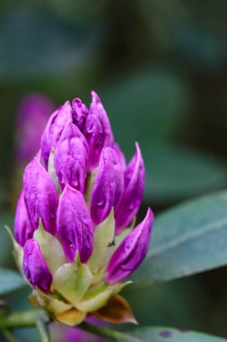 Tasarım ve reklam medyası için mükemmel. Canlı yapraklar, zengin renkler doğal ışıklandırma doğayı güzelleştirir. Yüksek kaliteli detaylı çözünürlük. 