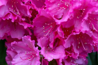 Tasarım ve reklam medyası için mükemmel. Canlı yapraklar, zengin renkler doğal ışıklandırma doğayı güzelleştirir. Yüksek kaliteli detaylı çözünürlük. 