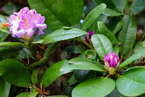 Tasarım ve reklam medyası için mükemmel. Canlı yapraklar, zengin renkler doğal ışıklandırma doğayı güzelleştirir. Yüksek kaliteli detaylı çözünürlük. 